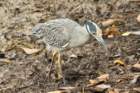 dsc00637_small.jpg