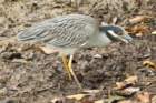 dsc00641_small.jpg