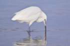 dsc00009_small.jpg