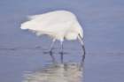 dsc00010_small.jpg