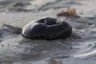 dsc00026_small.jpg