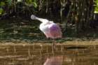 dsc00666_small.jpg