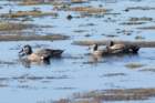 dsc00775_small.jpg