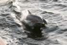 dsc00975_small.jpg