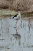 dsc01984_small.jpg