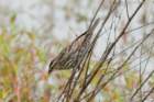 dsc02022_small.jpg