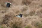 dsc02047_small.jpg