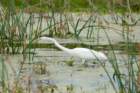 dsc02089_small.jpg