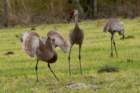 dsc02149_small.jpg