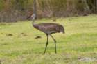 dsc02153_small.jpg