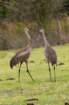 dsc02163_small.jpg