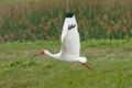 2010-03-28_celery_fields_index.jpg