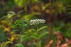 dsc00693_small.jpg