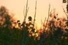 dsc02210_small.jpg