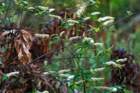 dsc02295_small.jpg