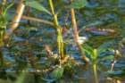 dsc02373_small.jpg