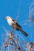 dsc02475_small.jpg