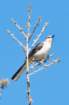 dsc02488_small.jpg
