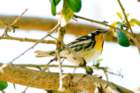 dsc02514_small.jpg