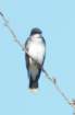 dsc02561_small.jpg