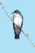 dsc02565_small.jpg