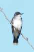 dsc02571_small.jpg