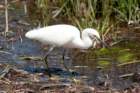 dsc02658_small.jpg