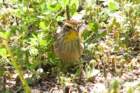 dsc02682_small.jpg