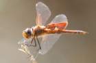 dsc02712_small.jpg
