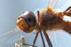 dsc02714_small.jpg
