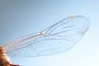 dsc02715_small.jpg