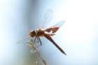 dsc02718_small.jpg