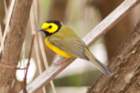 dsc02742_small.jpg