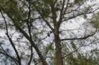 dsc00075a_small.jpg