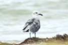 dsc01076_small.jpg