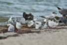 dsc01079_small.jpg