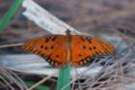 dsc04437_small.jpg