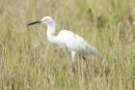 dsc04501_small.jpg