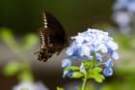 dsc04634_small.jpg