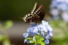 dsc04635_small.jpg