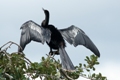 2010-09-08_clam_bayou_boyd_hill_index.jpg