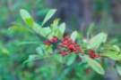 dsc04736_small.jpg