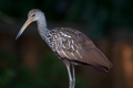 2010-09-11_sawgrass_lake-(new-lens)_index.jpg