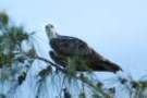dsc04967_small.jpg