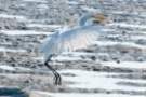 dsc05008_small.jpg