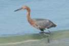 dsc05033_small.jpg