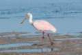 2010-09-12_ft_desoto_park_index.jpg