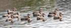 dsc059163_small.jpg