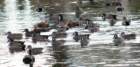 dsc059477_small.jpg