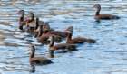 dsc059798_small.jpg